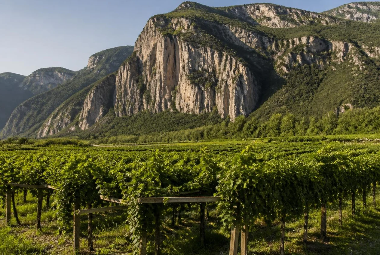I vigneti della Piana Rotaliana con le montagne del Trentino sullo sfondo