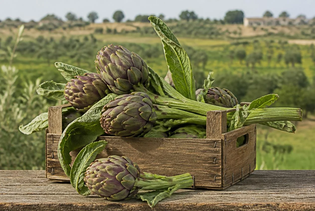 Carciofi brindisini violetti appena raccolti con gambo lungo e foglie
