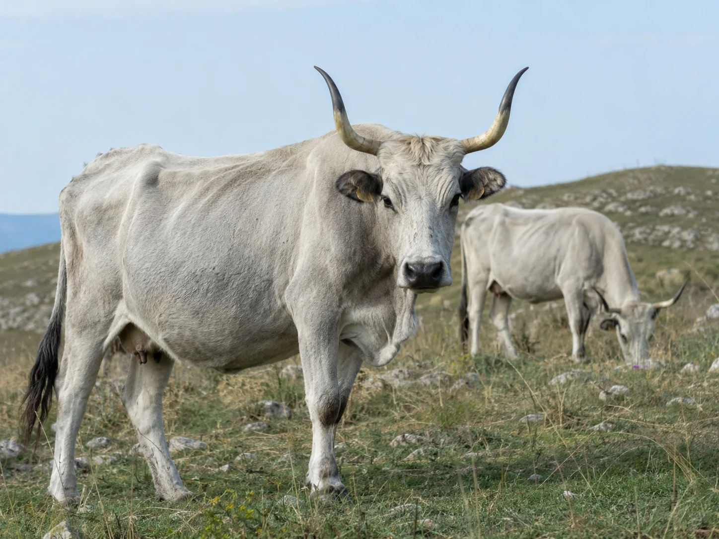 Bovini podolici lucani al pascolo in ambiente collinare