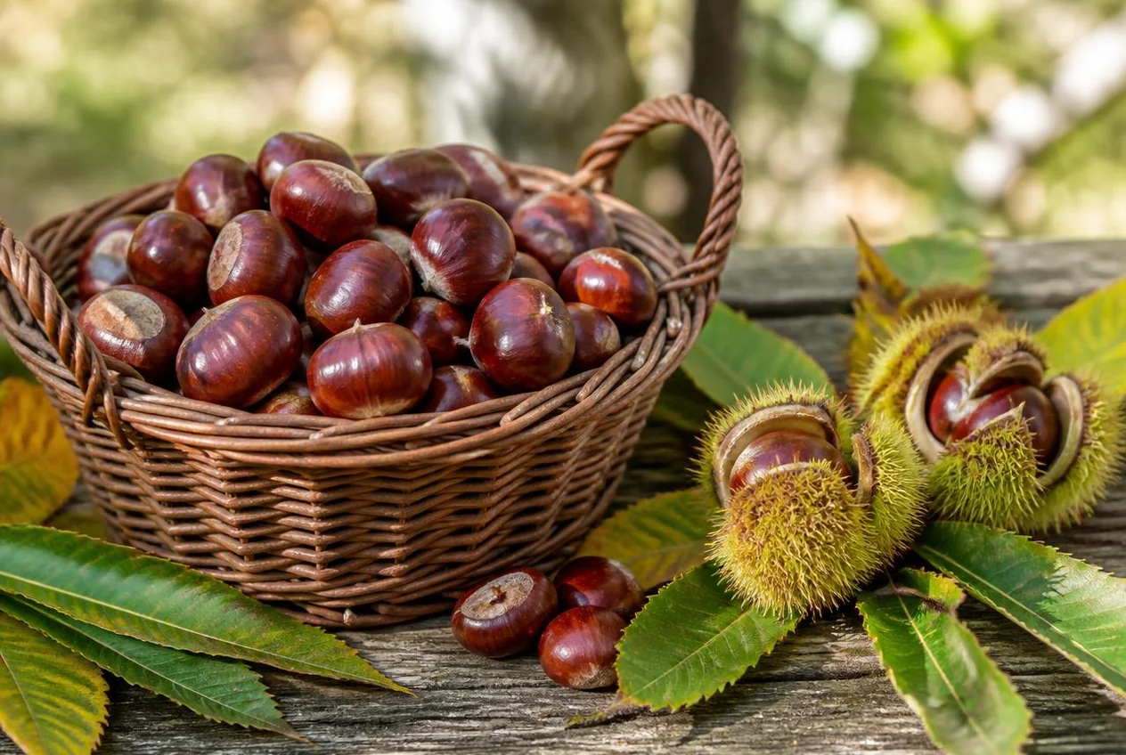 Castagna della Vallagarina — Frutta e frutta secca