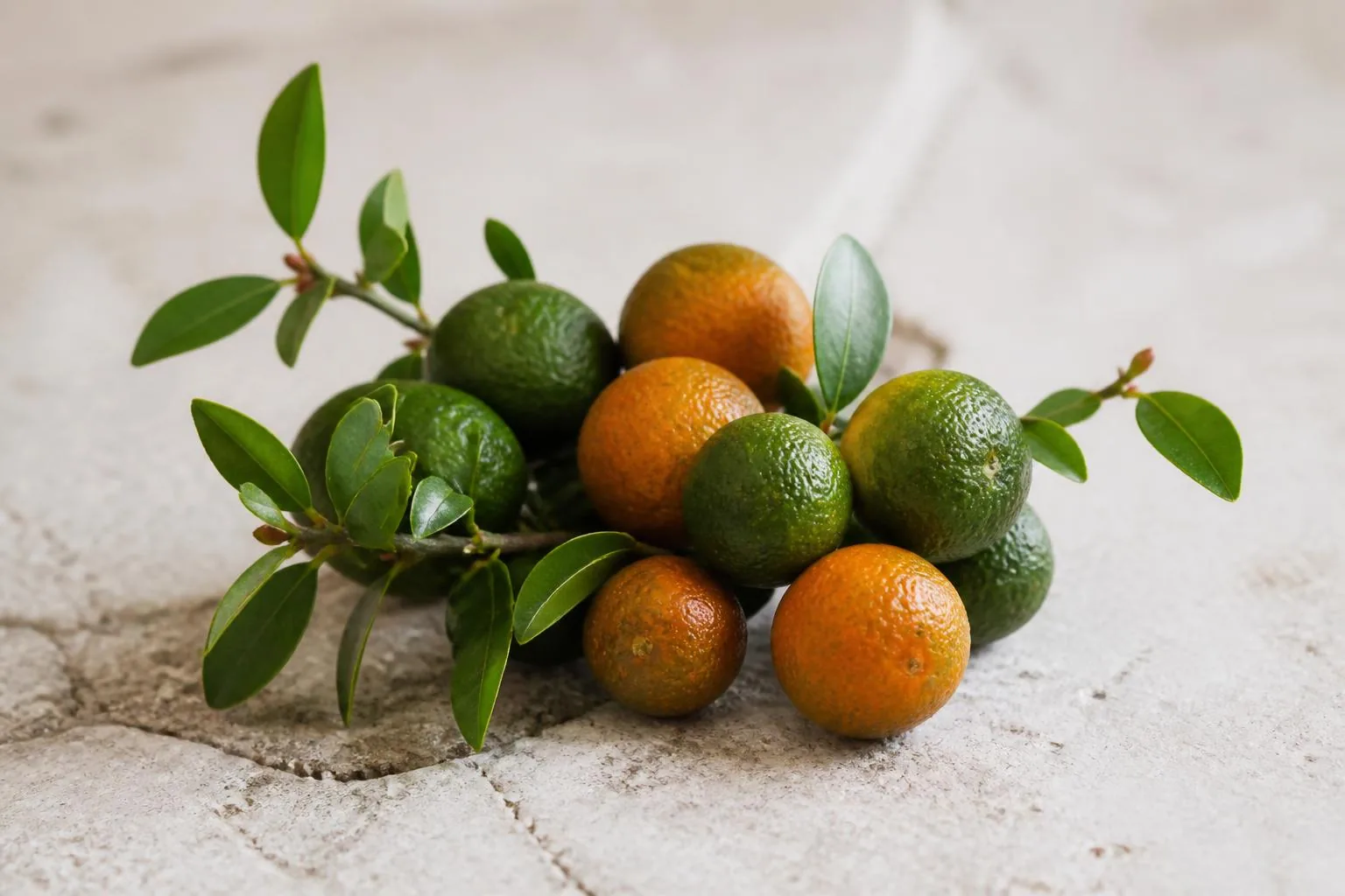Chinotto di Savona