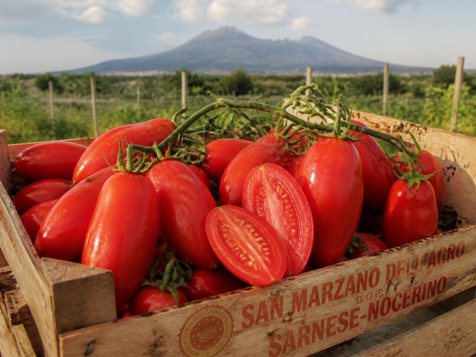 Pomodori San Marzano DOP allungati in cassetta di legno con il Vesuvio sullo sfondo