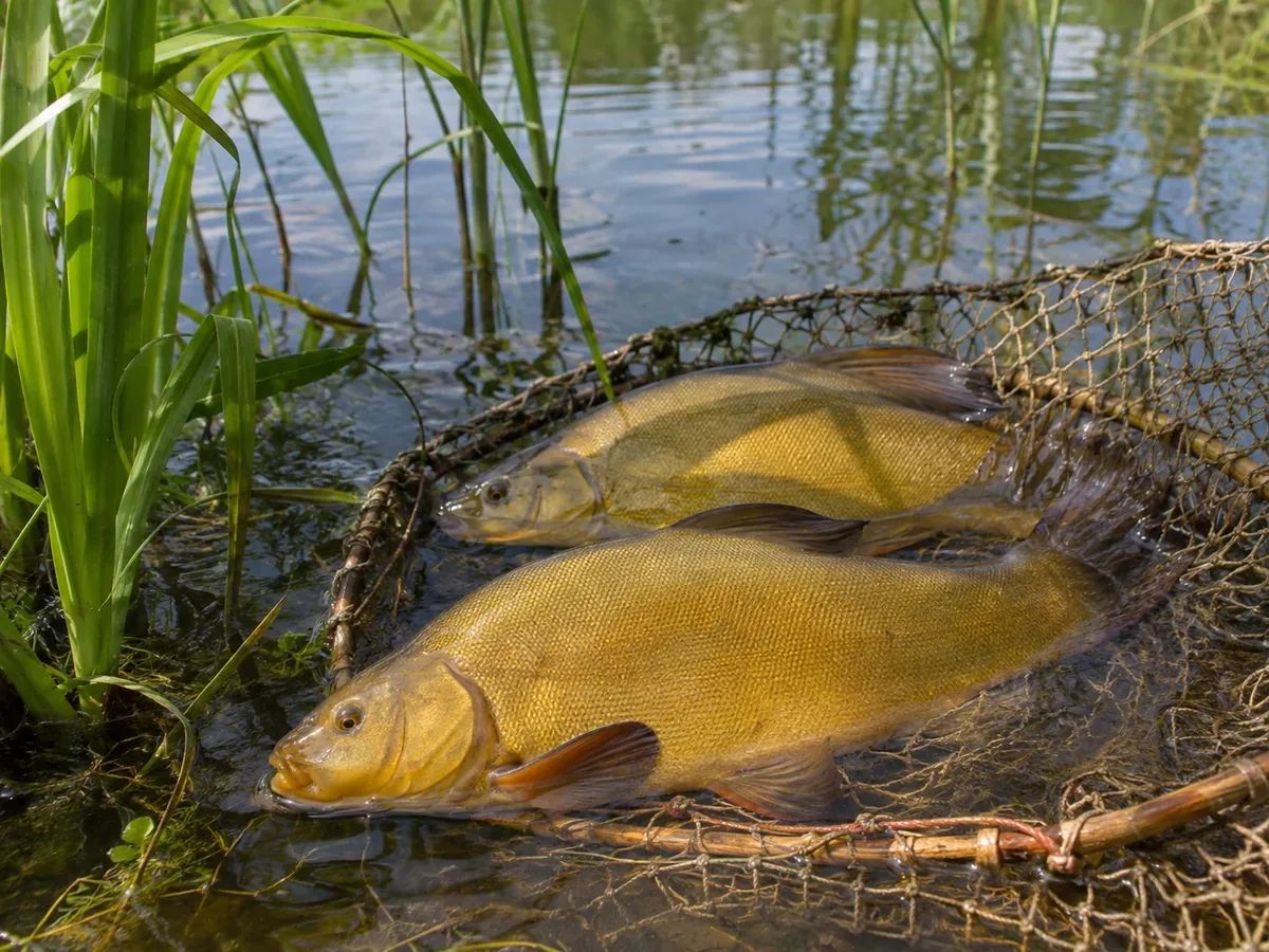 Tinca gobba dorata del Pianalto di Poirino appena pescata