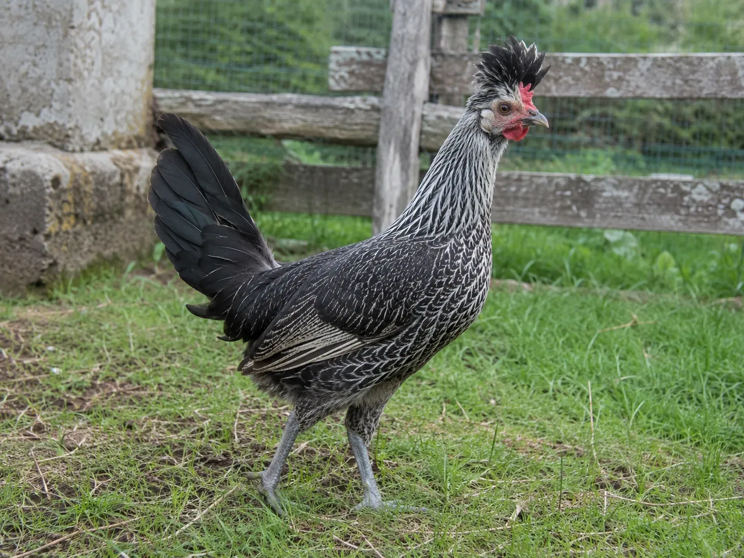 Gallina di razza Polverara con ciuffo eretto in un'aia della Bassa padovana