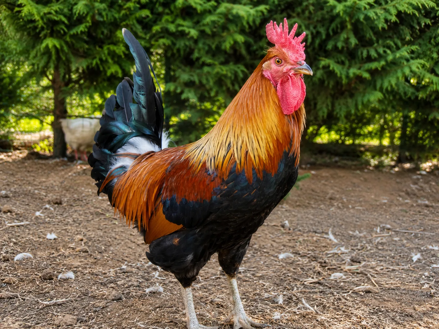 Gallina di razza Siciliana con cresta a coppa in un'aia della campagna siciliana