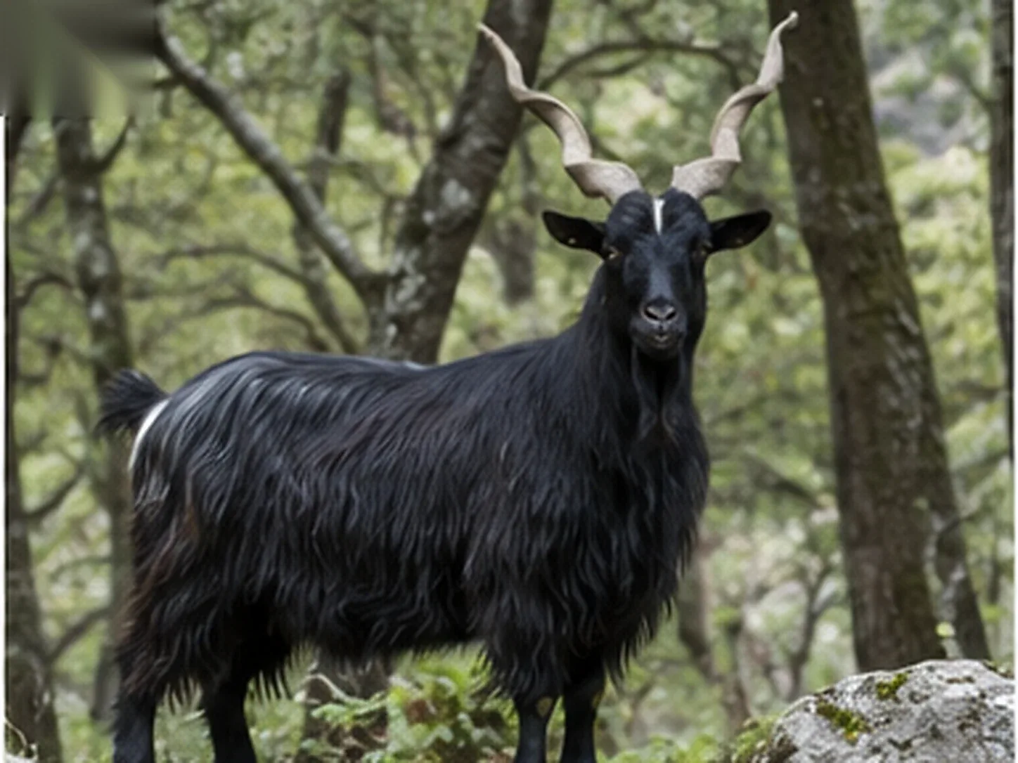 Capra di razza Garganica dal mantello nero e corna a cavatappi sul promontorio del Gargano