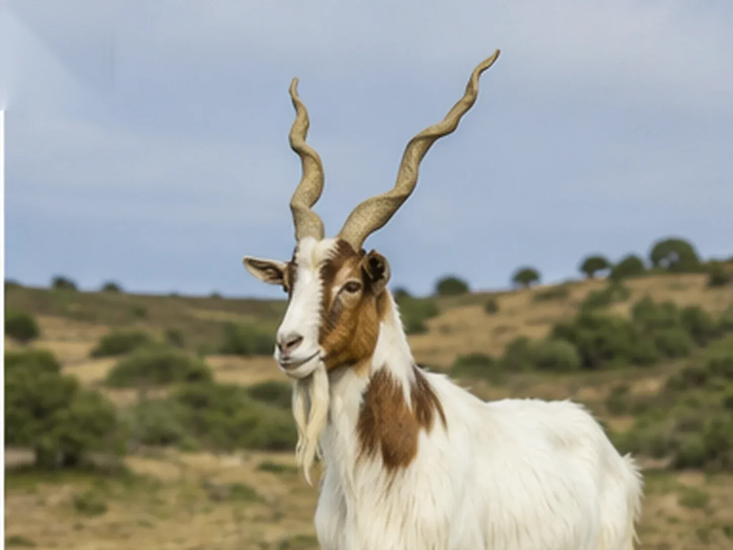 Capra di razza Girgentana con corna a spirale al pascolo nell'Agrigentino