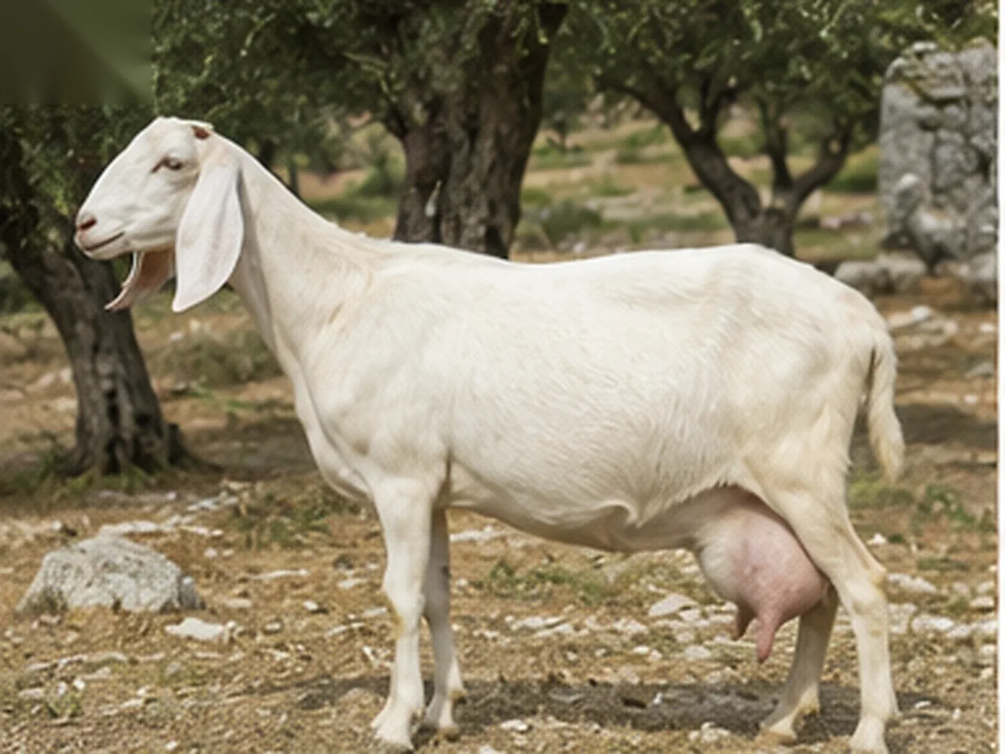 Capra di razza Jonica dal mantello bianco e orecchie pendenti al pascolo nel Tarantino