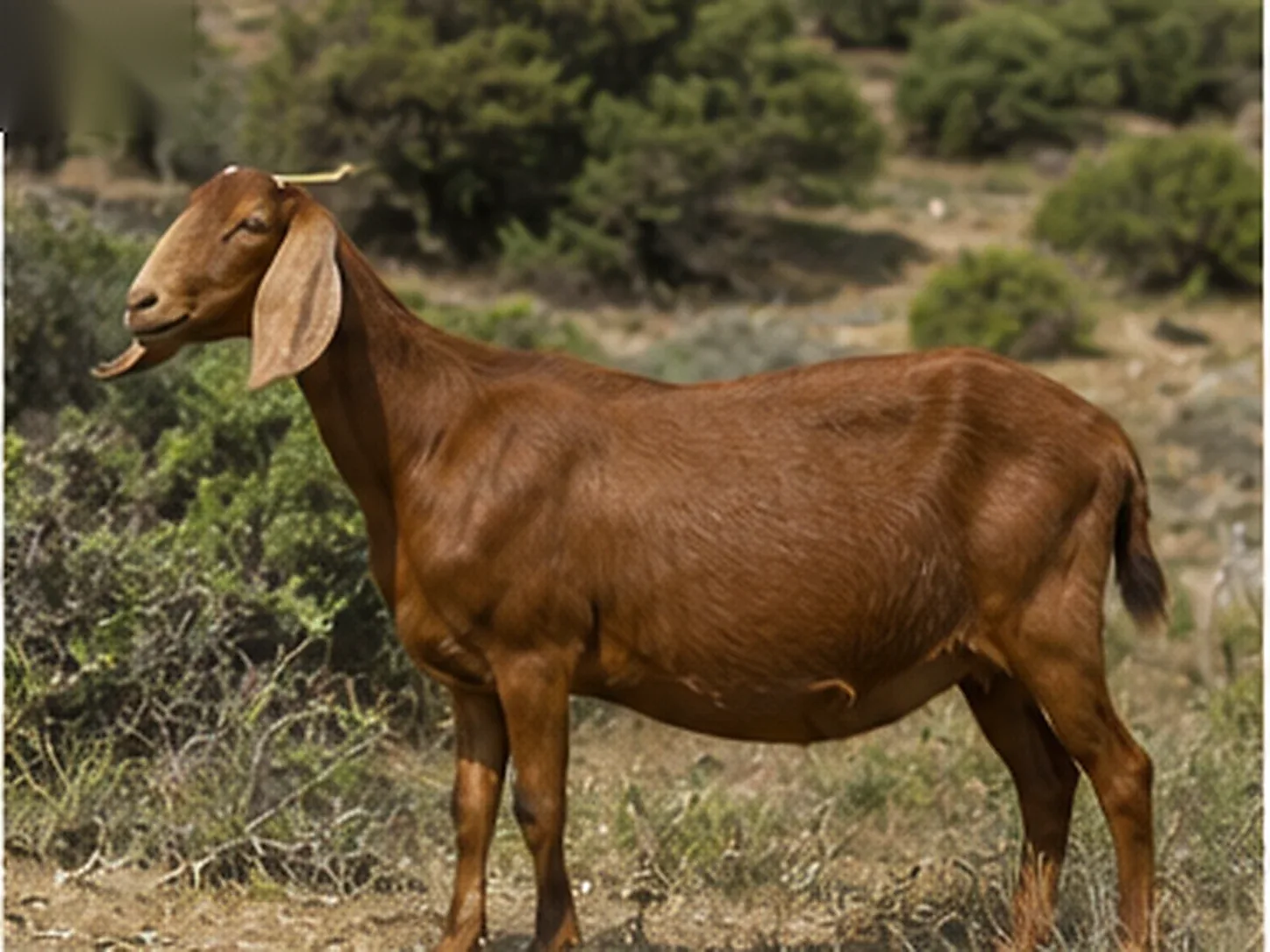 Capra di razza Rossa Mediterranea dal mantello fulvo su pascolo di macchia mediterranea