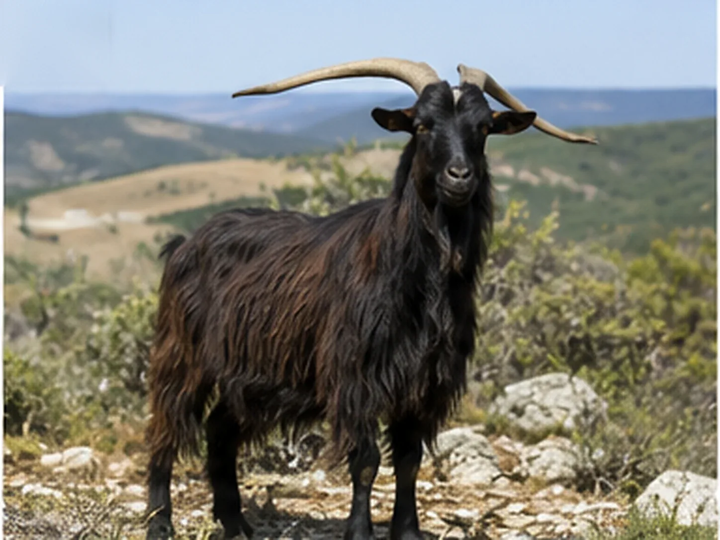 Capra sarda dal mantello scuro al pascolo nella macchia mediterranea della Sardegna interna