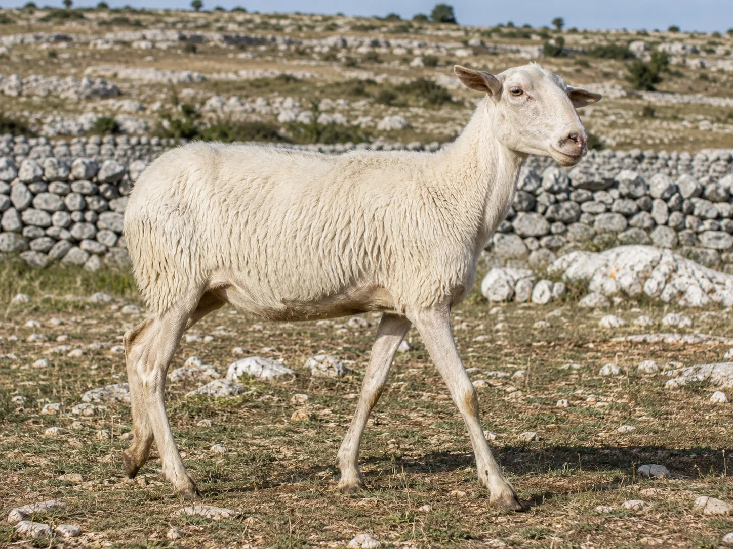 Pecora di razza Altamurana al pascolo sull'Alta Murgia pugliese