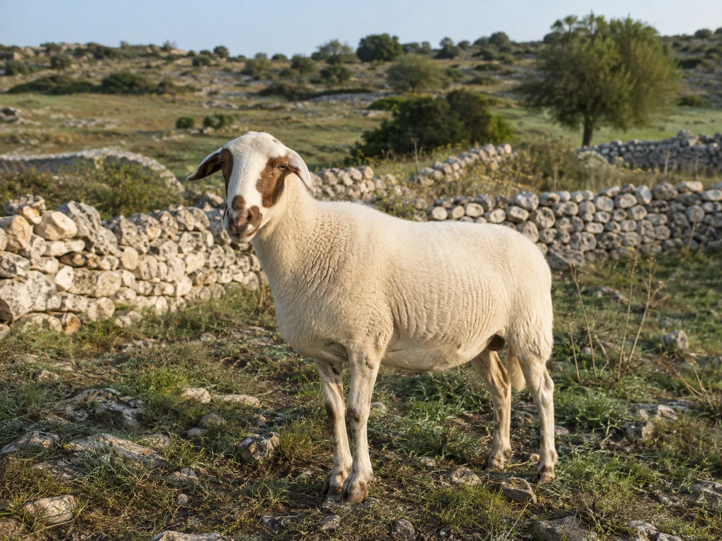 Pecora di razza Comisana con macchie rossastre attorno agli occhi al pascolo nel Ragusano