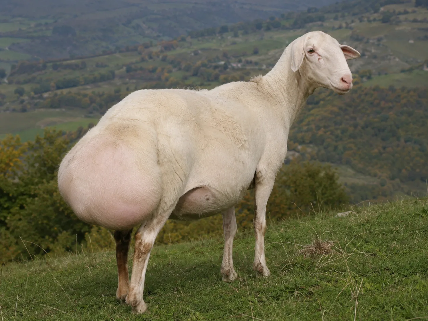 Pecora di razza Laticauda con coda adiposa al pascolo nel Sannio beneventano