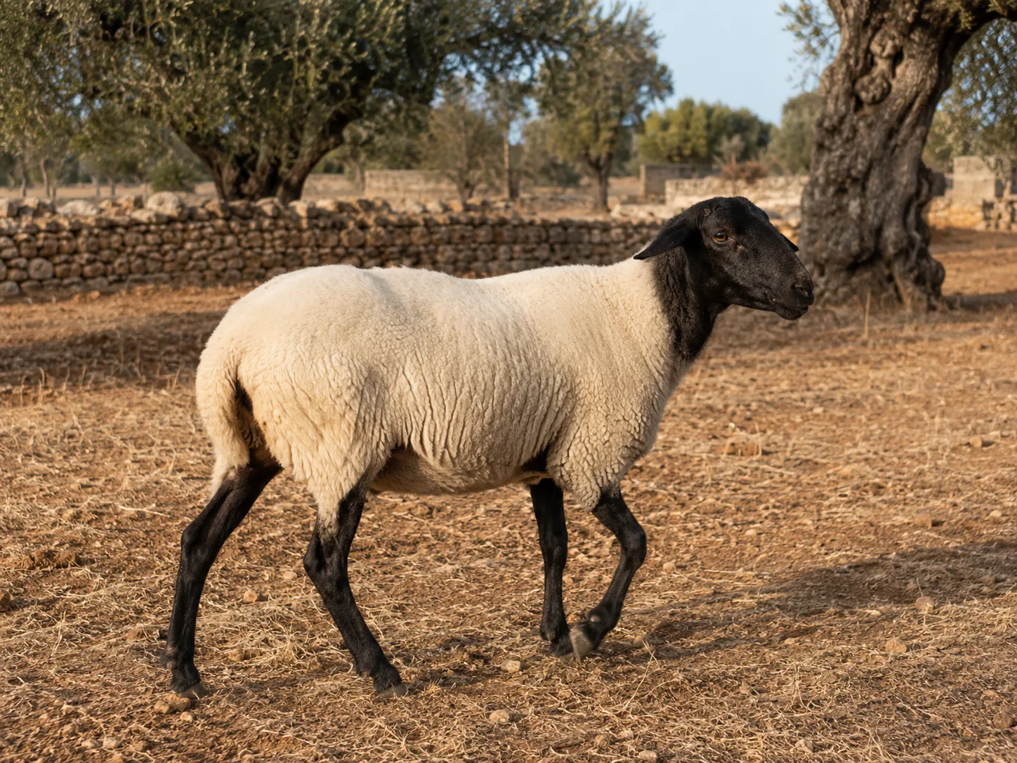 Pecora di razza Leccese con testa nera al pascolo in una masseria del Salento