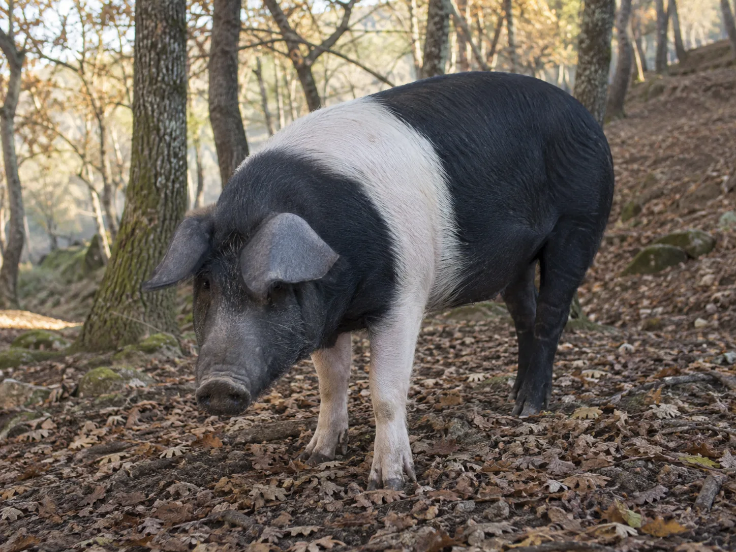 Suino di razza Casertana dalla cute scura e priva di setole in allevamento semibrado in Campania