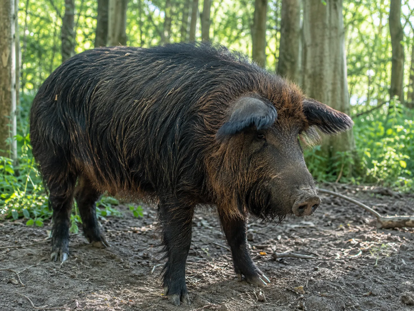 Suino di razza Mora Romagnola dal mantello nero con riflessi rossi in allevamento semibrado